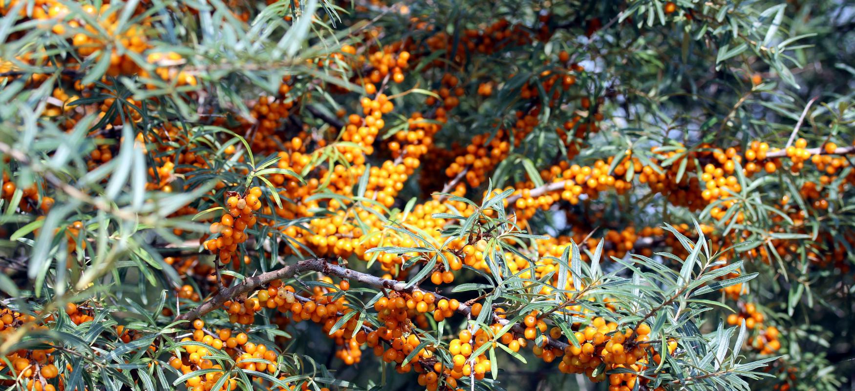 Berries in nature