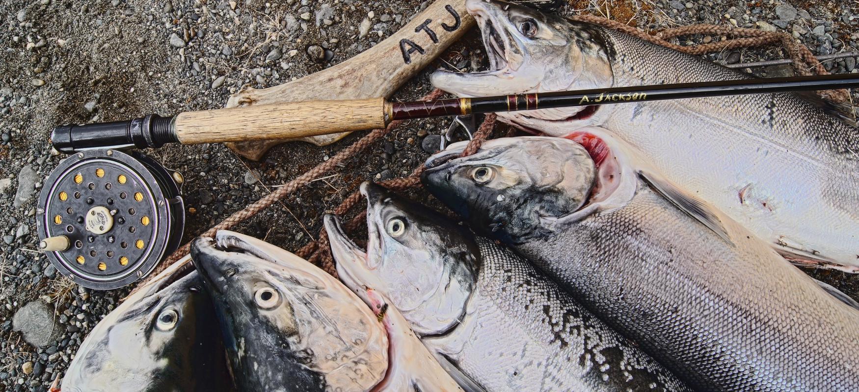 Fish on rocks