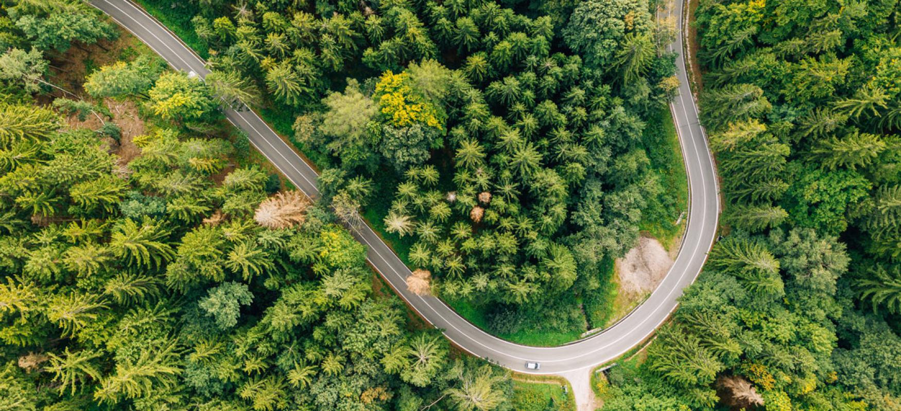 Forest road