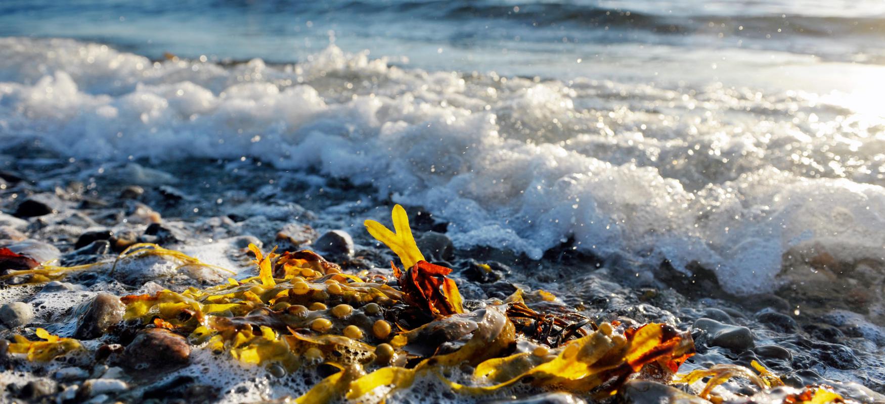 Sustainable Ocean Economy