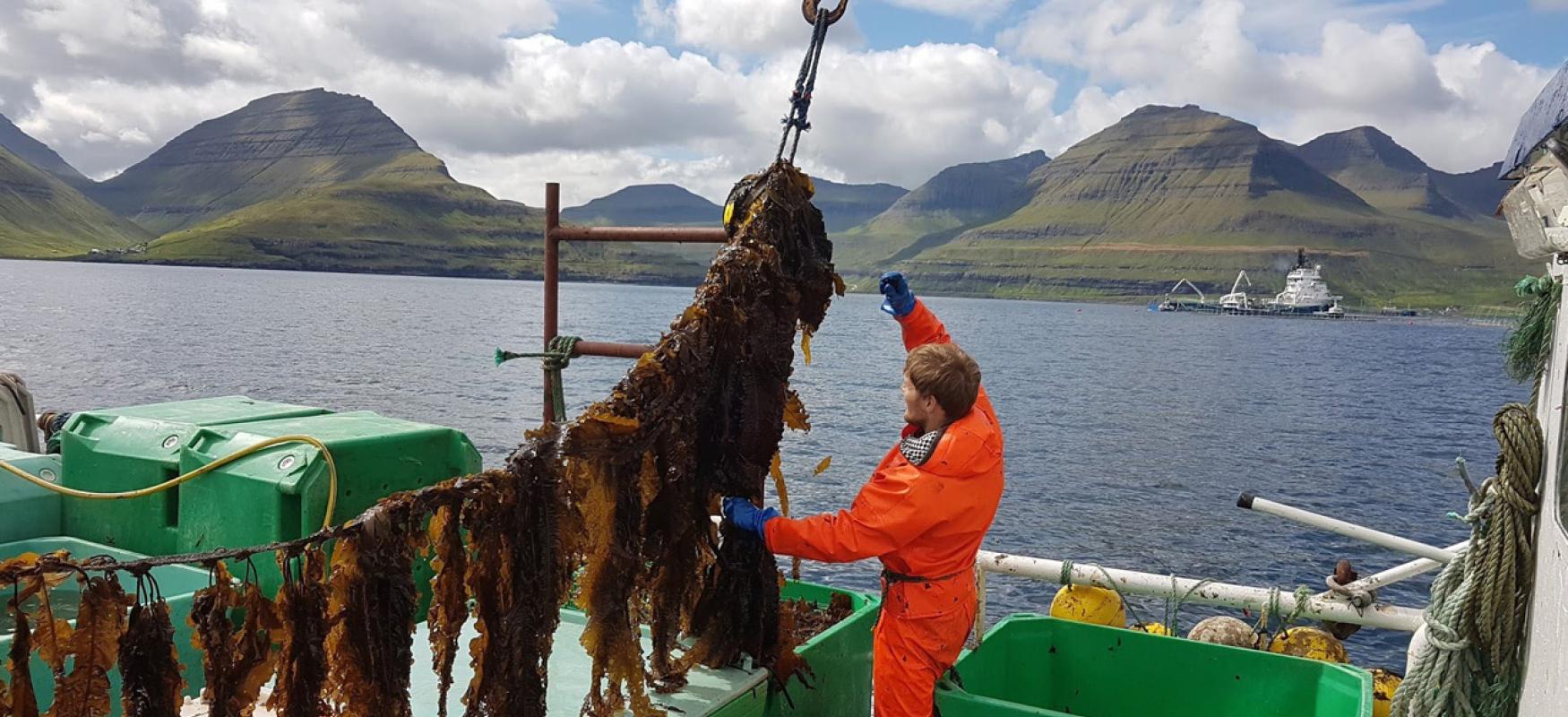 Man on a boat is harvesting sugar kelp in the Faroe Islands.