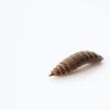 Proffaqua larvae on white background