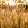 Grain field