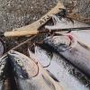 Fish on rocks