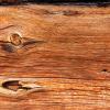 Closeup of a tree