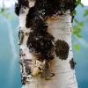 Photo of a birch tree.