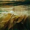 Seweed floating in the sea