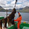Man on a boat is harvesting sugar kelp in the Faroe Islands.