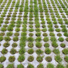 Green gras growing between circular shaped paving stones
