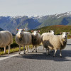 Pack of sheeps on a rural road in Norway with mountains in the background