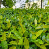 Picture of a flowerbed with green leaves and houses in the background